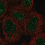 Merck Anti-ZNF212 antibody produced in rabbit