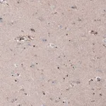 Merck Monoclonal Anti-SOX10 antibody produced in mouse