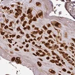 Merck Anti-CASP2 antibody produced in rabbit