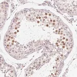 Merck Anti-MYBL1 antibody produced in rabbit