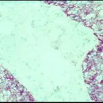Merck Monoclonal Anti-Epidermal Growth Factor Receptor antibody produced in mouse