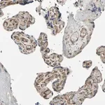 Merck Anti-EFNB2 antibody produced in rabbit