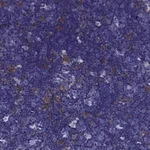 Merck Anti-CCR8 antibody produced in rabbit