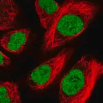 Merck Anti-ZFHX4 antibody produced in rabbit