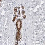 Merck Anti-TSPAN6 antibody produced in rabbit