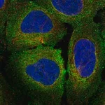 Merck Anti-MERTK antibody produced in rabbit