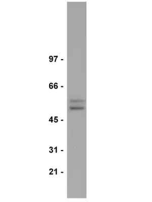 Merck Anti-Smad2/3 Antibody