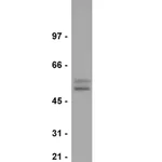 Merck Anti-Smad2/3 Antibody