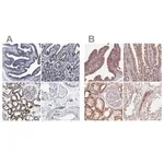 Merck Anti-HINT2 antibody produced in rabbit