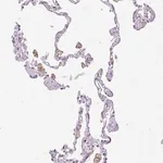 Merck Anti-SIGLEC1 antibody produced in rabbit