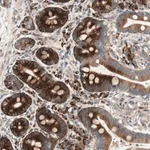 Merck Anti-APOO antibody produced in rabbit
