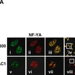 Merck Anti-Histone Deacetylase 1 (HDAC1) antibody produced in rabbit