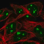 Merck Anti-WEE1 antibody produced in rabbit