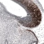 Merck Anti-BARHL1 antibody produced in rabbit