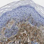 Merck Anti-Glycosaminoglycan Antibody, skin specific Antibody, clone PG-4