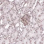 Merck Anti-LUC7L2 antibody produced in rabbit