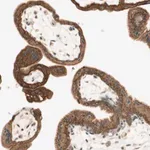 Merck Anti-SPINT2 antibody produced in rabbit
