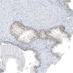 Merck Anti-SP8 antibody produced in rabbit