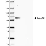 Merck Anti-GALNT2 antibody produced in rabbit