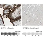 Merck Anti-ENTPD1 antibody produced in rabbit