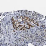 Merck Anti-VIP antibody produced in rabbit