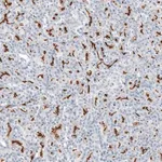 Merck Anti-CFTR antibody produced in rabbit