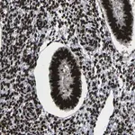 Merck Anti-NPM1 antibody produced in rabbit