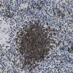 Merck Anti-SALL3 antibody produced in rabbit