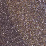 Merck Anti-ACTB antibody produced in rabbit