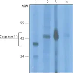 Merck Monoclonal Anti-Caspase 11 antibody produced in rat