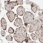 Merck Anti-TNRC18 antibody produced in rabbit