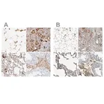 Merck Anti-C3 antibody produced in rabbit