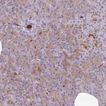 Merck Anti-NEURL1 antibody produced in rabbit