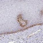 Merck Anti-SMURF1 antibody produced in rabbit