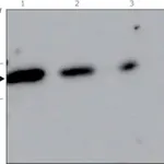 Merck Anti-VEGF165 antibody, Mouse monoclonal