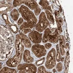 Merck Anti-SNX2 antibody produced in rabbit