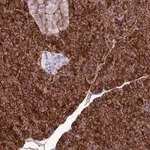 Merck Anti-ANO6 antibody produced in rabbit