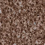 Merck Monoclonal Anti-CNP antibody produced in mouse