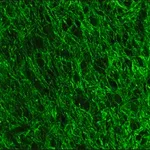 Merck Anti- Neurofilament 200-FITC antibody, Mouse monoclonal