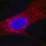 Merck Anti-Fibroblast Surface Protein antibody, Mouse monoclonal