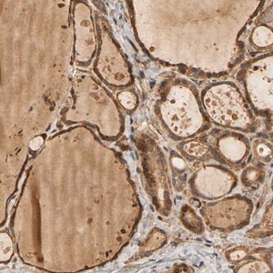 Merck Anti-MEGF9 antibody produced in rabbit