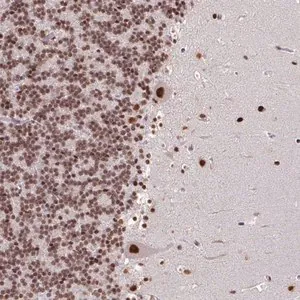 Merck Anti-TDG antibody produced in rabbit
