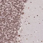 Merck Anti-TDG antibody produced in rabbit