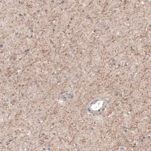 Merck Anti-CHRM3 antibody produced in rabbit