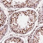 Merck Anti-BRD4 antibody produced in rabbit