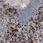 Merck Anti-MMP8 antibody produced in rabbit