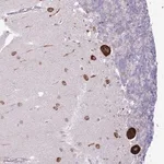 Merck Anti-FBRSL1 antibody produced in rabbit