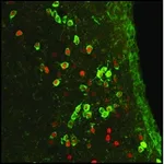 Merck Anti-ARP2 antibody, Mouse monoclonal