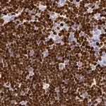 Merck Anti-SATB1 antibody produced in rabbit