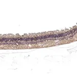 Merck Anti-RS1 antibody produced in rabbit